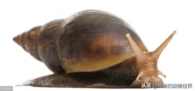 ​蜗牛有多少颗牙齿在哪儿（带你了解蜗牛：蜗牛竟然是世界上牙齿最多的动物）