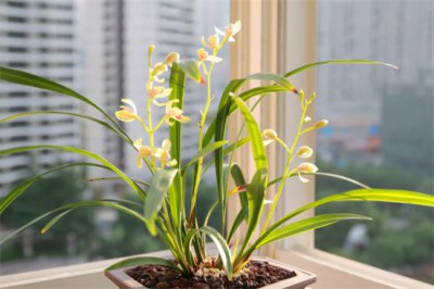 ​兰花最怕的三种水 兰花最怕“三种水”，入冬要避开，安全春化野性足，花开小半