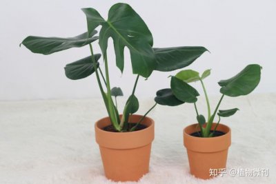 ​龟背竹花语是什么？