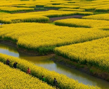 ​形容油菜花的优美句子 ：油菜花语弄春风，繁星灿灿美蝶舞