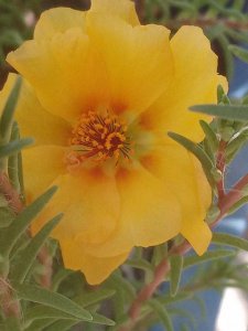 ​国缘为什么一下子火了？宝军为什么一下子火了