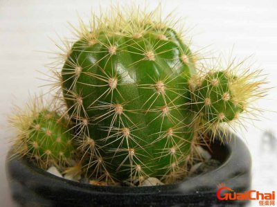 ​仙人掌的特点外貌描写 仙人掌的特点有哪些