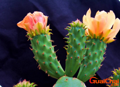 ​仙人掌的寓意和象征 仙人掌的寓意和花语