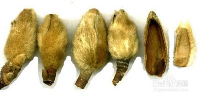 ​辛夷花的功效与作用 辛夷花的功效与作用