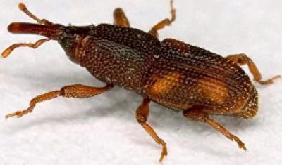 ​米没有过期但是长了虫子能吃吗?吃了会被寄生吗?如何去除米虫呢?