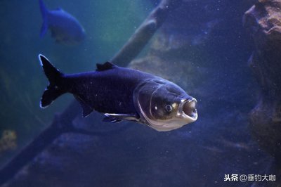 ​从组成结构，到操作使用，分步详解鲢鳙钓法-“灯笼水怪”