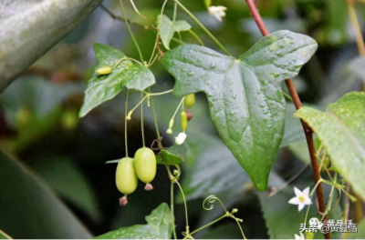 ​小马泡：像微型西瓜，却不是西瓜，能放手里盘，你小时候玩过吗？