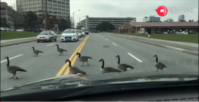 ​一群加拿大鹅上路，一条路的老司机全部都怂了，这鹅为啥这么牛？