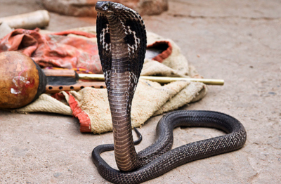 ​帝皇眼镜蛇王有多恐怖？能隔空喷射毒液，最远可达4米