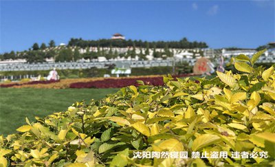 ​墓穴里的骨灰盒如何摆放？