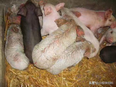 ​猪渗出性皮炎用什么药效果好？猪渗出性皮炎的症状和治疗方法！