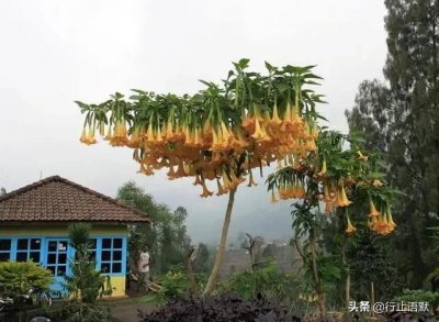 ​莨菪片 从江湖“蒙汗药”说莨菪