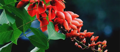 ​鸡冠刺桐的养殖方法和注意事项是什么？鸡冠刺桐的养殖方法和注意事项有哪些？