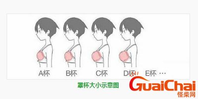 ​胸罩怎么区分abcd什么意思？胸罩怎么区分abcd哪个大
