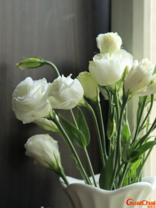 ​桔梗花别名？桔梗花图片