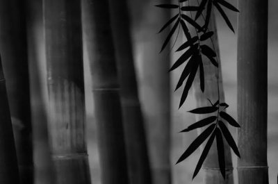 ​关于竹的绝世佳句古诗（最是虚心留劲节，十五首咏竹的诗词，竹林清风，沁人心