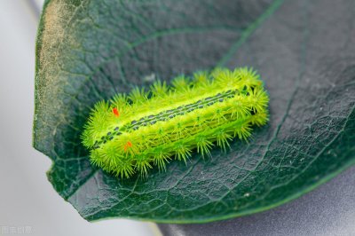 ​在农村最常见的中国十大毒虫，80后90后都见过
