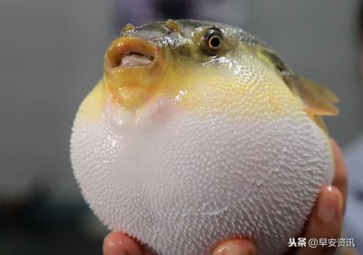 ​河豚有毒为什么还那么多人想吃，我国古代就有拼死吃河豚的说法