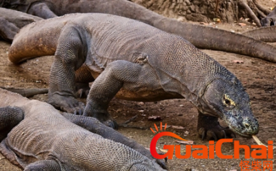 ​科莫多巨蜥天敌是谁?科莫多巨蜥是什么？