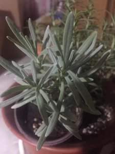 ​如何扦插一颗齿叶薰衣草