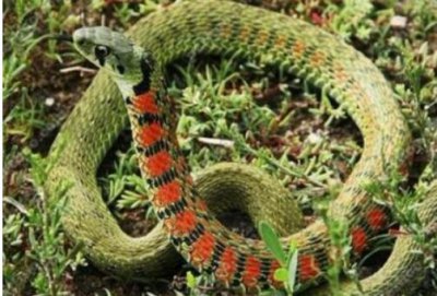 ​中国十大毒蛇的排行榜（中国十大毒蛇排行榜，银环蛇是中国第一毒）