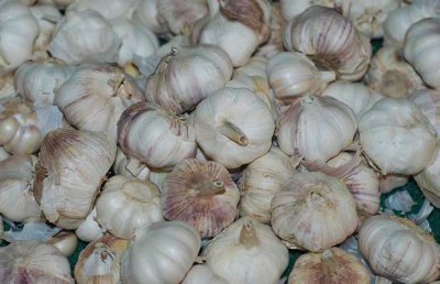 ​大蒜种植时间和方法（大蒜什么时候种植好？大蒜的种植时间和方法）