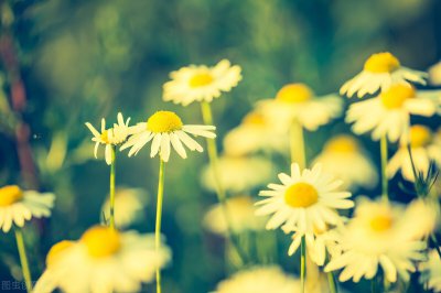 ​七月你好的唯美句子（七月最暖心的早安语录）