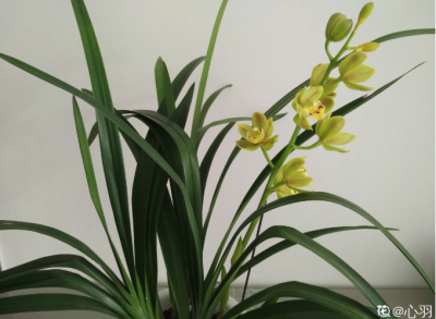 ​最皮实好养的兰花品种 养兰花，选对品种很重要，这6种便宜又好养