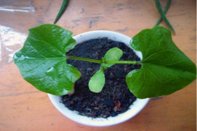 ​豆子的种植方法 ——一颗豆子埋土里