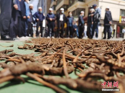 ​冬虫夏草一颗多重(青海冬虫夏草市场迎交易高峰：“软黄金”名不虚传)