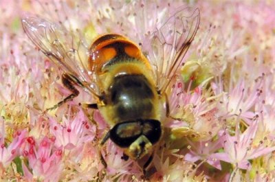 ​益虫有哪些（常见的益虫有哪些，盘点十大最常见到的益虫)