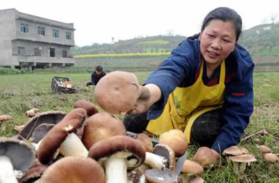 ​食用菌种植最新技术（栽培高产食用菌方法）
