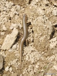 ​在新翻菜地里，邂逅两条可爱的四脚蛇，它们学名是什么？有毒吗？