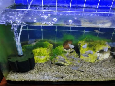 ​判断鱼缸水质好坏的标准 ？鱼缸水质变差怎么处理？