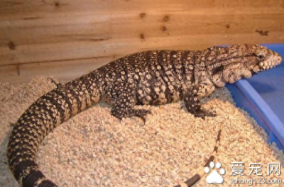 ​乌龟寿命 一般情况下乌龟能活十几年