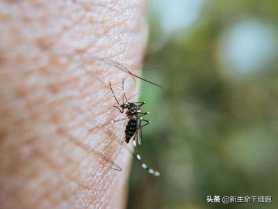 ​信不信由你，蚊子最爱咬聪明人