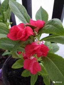 ​蚊子最怕的植物排行（8大防蚊植物，养上一棵，秋天的黑蚊子全跑光！）