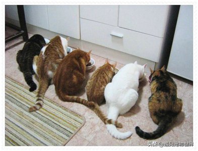 ​如何自制猫粮 自制猫粮的方法！