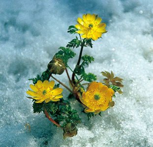 ​几首咏冰凌花的诗词 *文心*(原创)