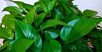 ​室内绿植什么最好养又好看？这“3种”绿植，叶子四季常绿，是净化空气高手，