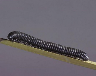 ​家庭驱虫有6大绝招，你学会了吗？