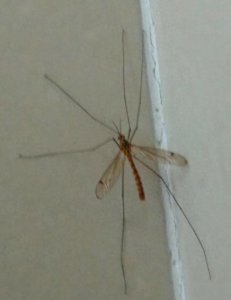 ​你见过蜻蜓 般的蚊子王吗？