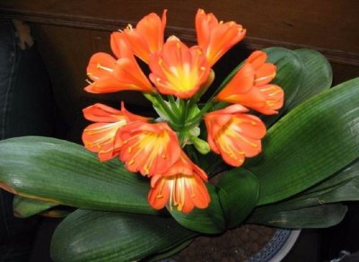 ​室内养花的小常识，记住3大法则，不费心不费力就花开爆盆