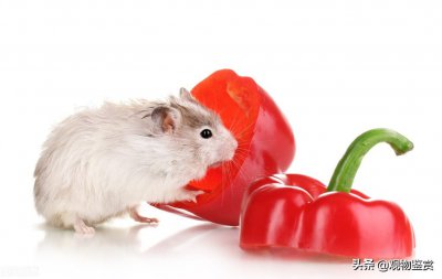 ​怎么判断仓鼠饿了 仓鼠咬主人手指说明什么？