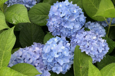 ​绣球花为什么又叫死人花（家里为什么不能养绣球花？不吉利？）