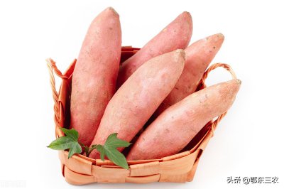 ​番薯哪个品种好吃 ，很多朋友还没见过，想见识一下吗？