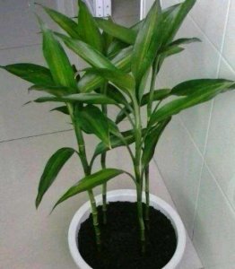 ​富贵竹怎么土养 ，配土加点“酸树叶”，叶子常年绿油油，蹭蹭往上窜