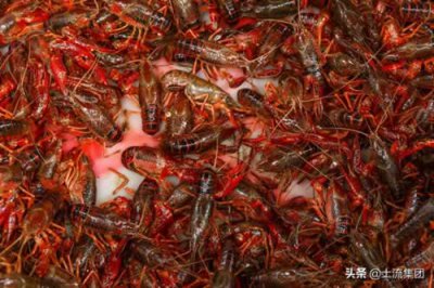 ​吃龙虾的季节是几月（小龙虾几月份最好吃2022？4月份有肉吗？附做法大全家常