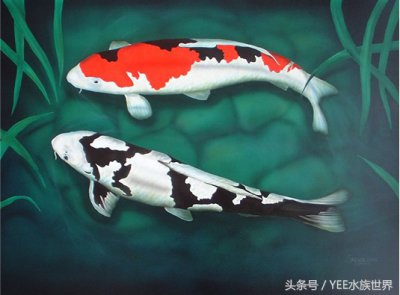 ​锦鲤的正确养法，我赌你们都不知道~