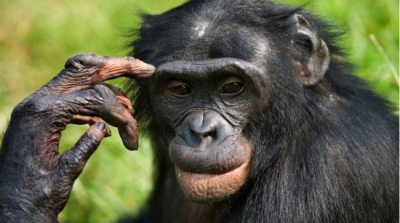 ​世界上智商最高的动物，是哪几种吗？快来看看